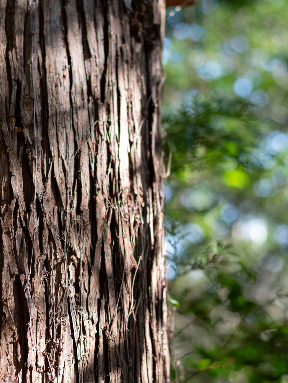 杉織の提供する“杉”はこだわりの結晶