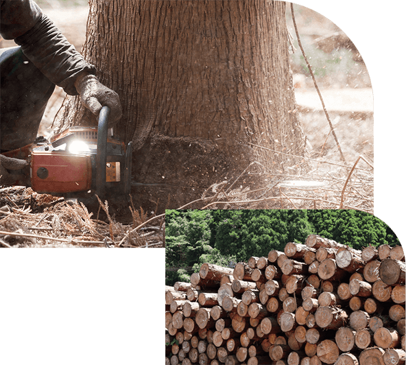 杉織の提供する“杉”はこだわりの結晶